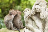 Bali Monkey Forest, Mengwi Temple and Tanah Lot Afternoon Tour