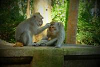 Bali Sightseeing Day Trip from Temples, Volcano to Hot Spring