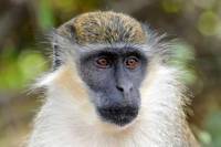 Barbados Shore Excursion: Natural Wonders and Harrison's Cave Tour