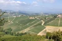 Barbaresco Guided Hike Including Lunch and Wines