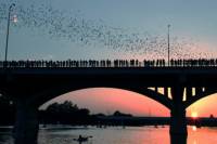 Bat Bridge Kayak Tour in Austin