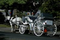 Beacon Hill Park Carriage Tour