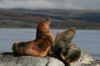 Beagle Channel and Seal Island Catamaran Tour from Ushuaia