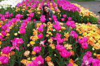 Behind-the-Scenes Keukenhof Gardens Day Trip from Amsterdam Including Picnic Lunch and Haarlem Walking Tour