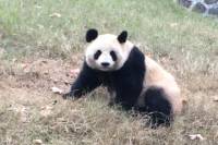 Beijing Family Adventure Tour: Pandas, Juyongguan Great Wall including Flying Kite on the Wall