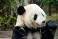 Beijing Lama Temple, Panda Garden and Ancient Altar Day Tour