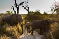 Big Five Afternoon Game Drive in Kruger National Park