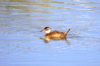 Bird Watching Tour in Alicante