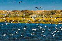 Birdwatching in the Tagus River Estuary