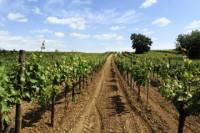 Blaye and Bourg Tour with Wine-Tasting Garonne River Cruise from Bordeaux