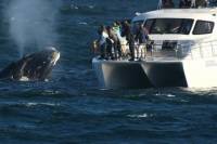 Boat Based Whale Watching from Hermanus