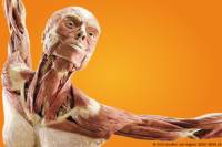 Body Worlds: Pulse the Exhibition at Discovery Times Square