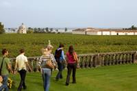 Bordeaux Vineyards Wine Tasting Half-Day Trip