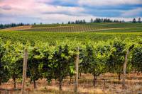 Bordeaux Wine Day Trip