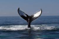 Boston Whale Watching Cruise