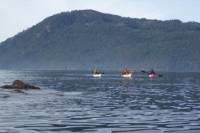 Brentwood Bay Guided Kayak Tour