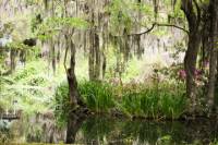 Budding Photographer Tour from Charleston