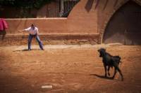 Bull Ranch Visit and Lunch with Optional Torero Training