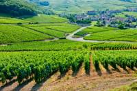 Burgundy Day Trip from Paris