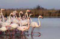 Camargue and Les Saintes Maries de la Mer Tour from Avignon