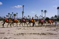 Camel Ride in the Palm Grove of Marrakech