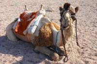 Camel Safari with Optional Bedouin Dinner