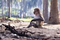 Can Gio Biosphere Reserve Day Trip from Ho Chi Minh City