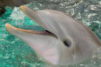 Cancun Dolphin Royal Swim