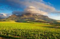 Cape Winelands Tour from Cape Town