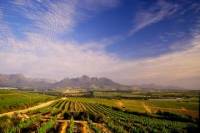 Cape Winelands Tour Including Franschhoek from Cape Town