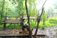 Chengdu Impressions Day Tour including the Sichuan Cuisine Museum and Giant Pandas