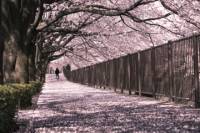 Cherry Blossom Viewing and Tokyo Tower Tour