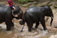 Chiang Mai Elephants at Work Tour