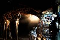 Chiang Mai Night Safari
