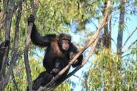 Chimpanzee Eden and Botanical Gardens Tour from Hazyview