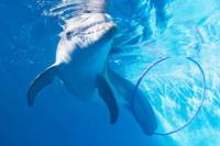 Clearwater Marine Aquarium General Admission