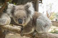 Cleland Wildlife Park Day Trip from Adelaide Including Mount Lofty Summit