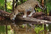 Cockscomb Basin Jaguar Reserve Overnight Camping with Kayaking