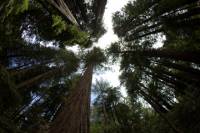 Combo Tour: Muir Woods and Wine Country