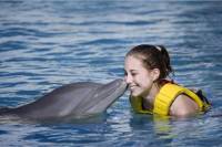 Cozumel Dolphin Trainer for a Day Program