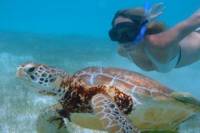 Cozumel Shore Excursion: Akumal Bay and Yal Ku Lagoon Snorkel and Sea Turtle Adventure