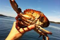 Crab Fishing Tour in Vancouver