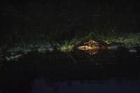 Crocodile Night Watching Tour at Punta Izopo from Tela