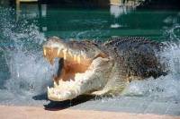 Crocosaurus Cove Darwin General Admission Tickets
