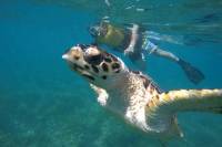 4-in-1 Cancun Snorkeling Tour: Swim with Turtles, Reef, Statues and Shipwreck