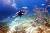 Diving in the Mexican Caribbean for Beginners / 2 Tanks 2 Dives / All Inclusive