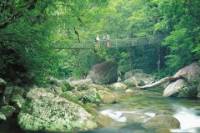 Daintree and Cape Tribulation 4WD Tour from Cairns