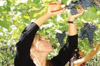Deluxe Mendoza Half-Day Wine Tasting Tour