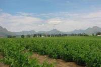 Devon Valley Bike Tour in Stellenbosch from Cape Town