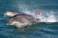 Dingle and Fungie Boat Tour from Killarney